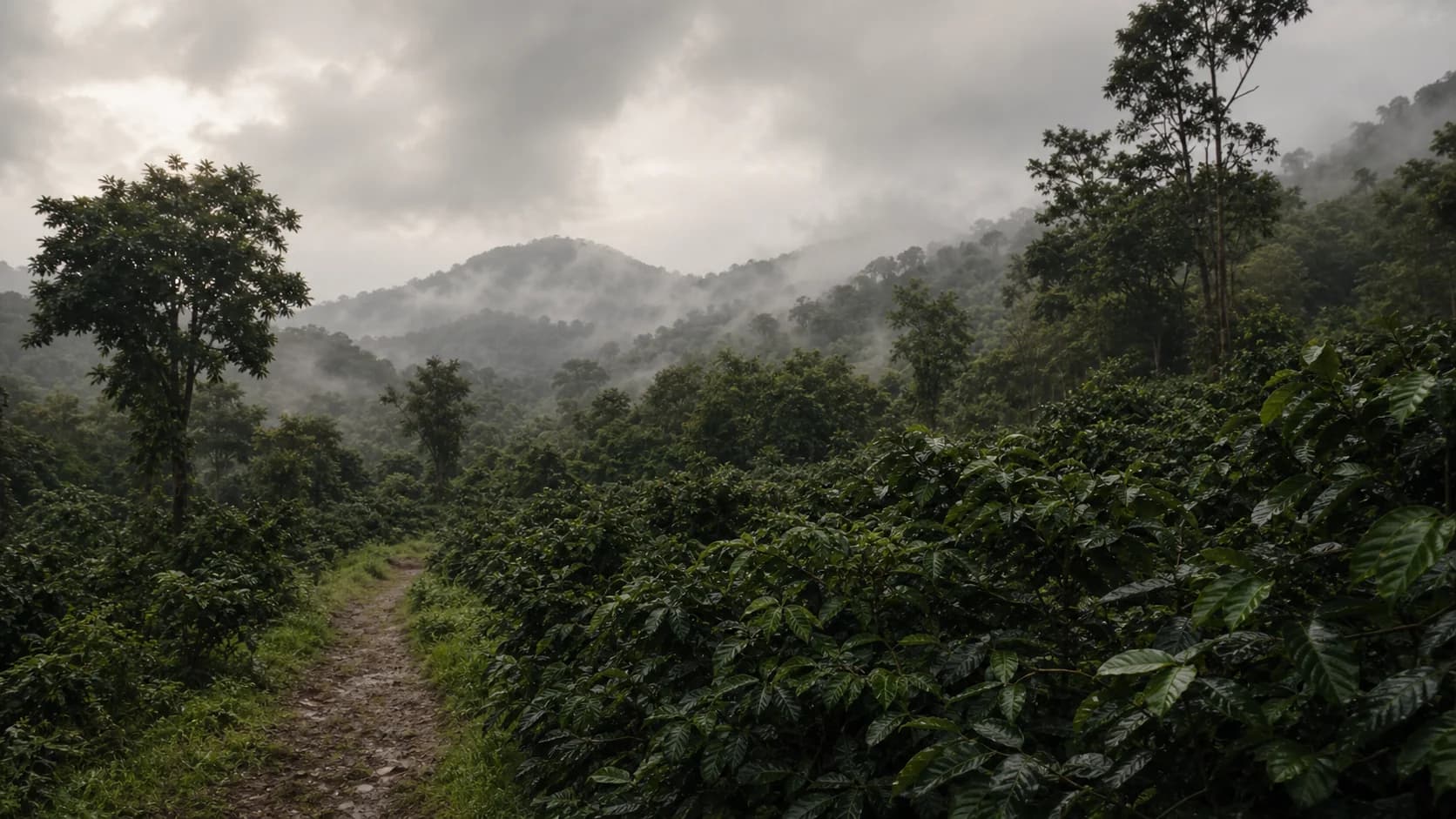 Paisaje editorial de cafetales en India después de la lluvia